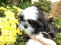 Filhote Shih Tzu - Macho (VENDIDO)