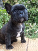 Bulldog Francês Macho Tigrado