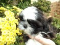 Filhote Shih Tzu - Macho (VENDIDO)